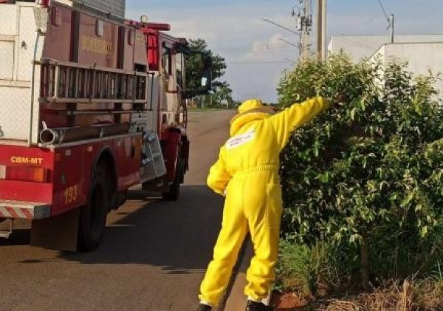 MT tem aumento de 55% em ocorrências com insetos agressivos